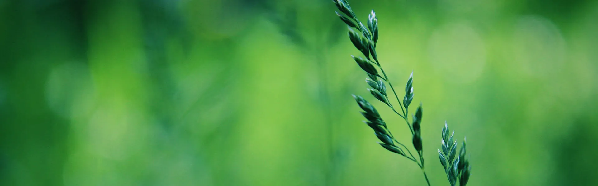 A plant among plants