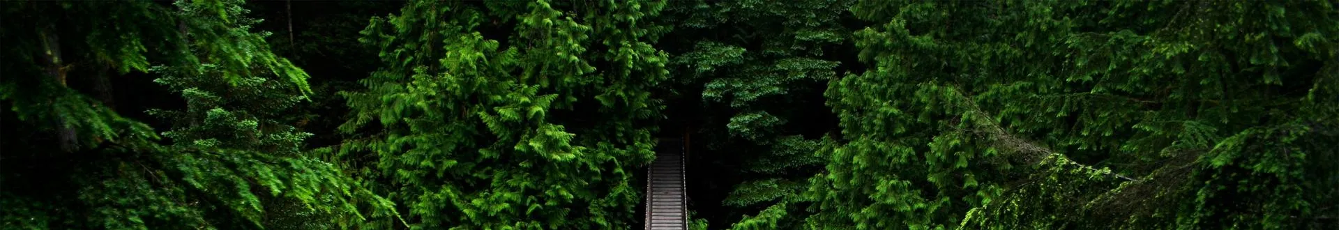 A wooden bridge in a jungle