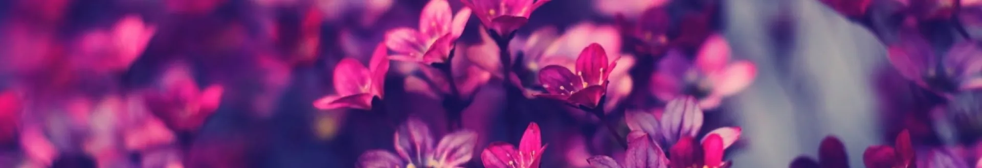 Red flower on a tree